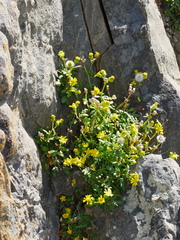 Senecio lautus