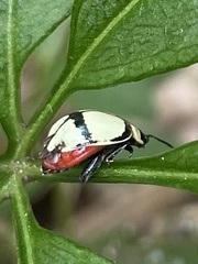 Oedionychina