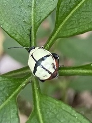 Oedionychina