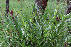 Acrostichum speciosum