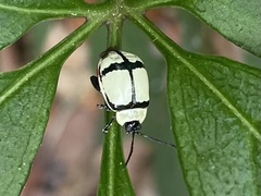 Oedionychina