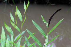 Acrostichum speciosum