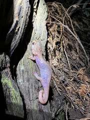 Aneides lugubris