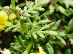 Senecio lautus