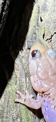 Aneides lugubris