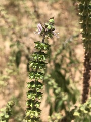 Ocimum