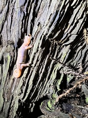 Aneides lugubris
