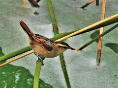 Phleocryptes melanops