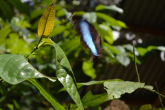 Morpho helenor theodorus