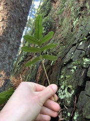 Polypodium scouleri image