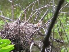 Certhiaxis cinnamomeus