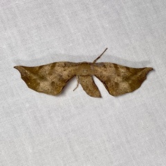 Parepisparis excusata