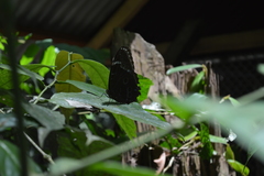 Morpho helenor theodorus