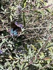 Battus philenor hirsuta