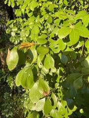 Forestiera ligustrina