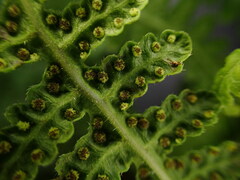 Pseudophegopteris keraudreniana