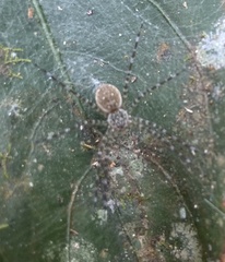 Thaumasia