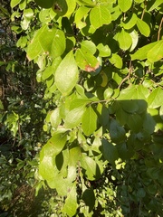 Forestiera ligustrina