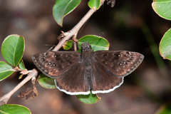 Erynnis tristis tatius