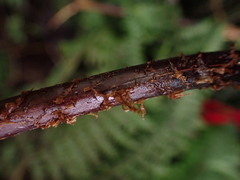 Pseudophegopteris keraudreniana