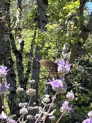Battus philenor hirsuta