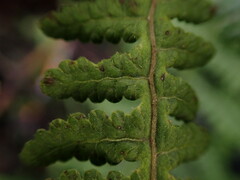 Pseudophegopteris keraudreniana