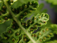 Pseudophegopteris keraudreniana