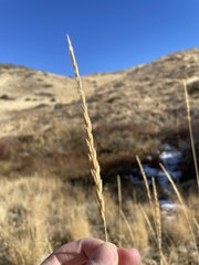 Leymus cinereus