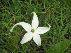Jaborosa integrifolia