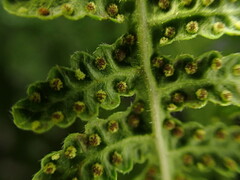 Pseudophegopteris keraudreniana