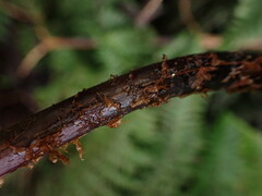 Pseudophegopteris keraudreniana