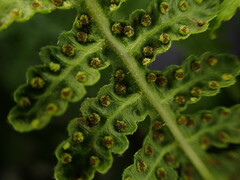 Pseudophegopteris keraudreniana