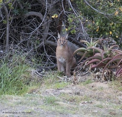 Caracal caracal
