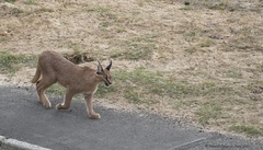 Caracal caracal