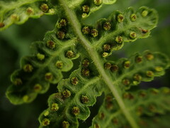 Pseudophegopteris keraudreniana