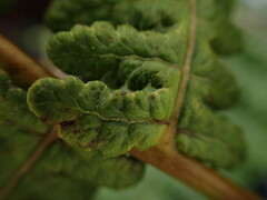 Pseudophegopteris keraudreniana