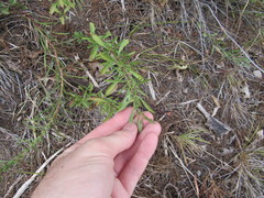 Dyschoriste linearis