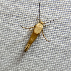 Stathmopoda