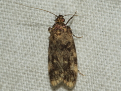 Barea codrella
