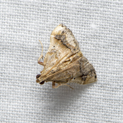 Scenedra decoratalis