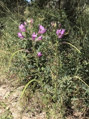 Cleome hirta