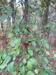 Vaccinium arboreum