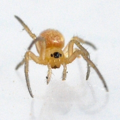 Araneus pratensis