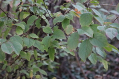 Amelanchier laevis