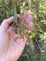 Acacia decora
