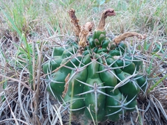Gymnocalycium monvillei achirasense