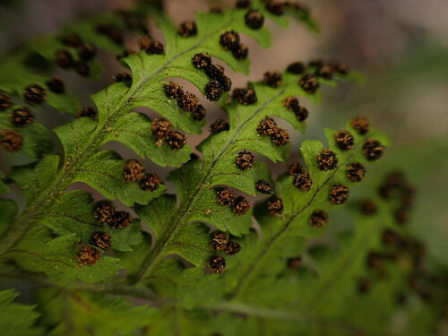 Dryopteris glabra observed 2022-11-06