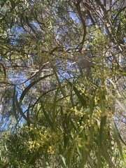 Acacia neriifolia