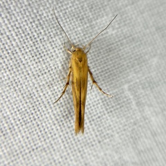Stathmopoda