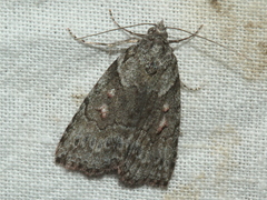 Calathusa basicunea